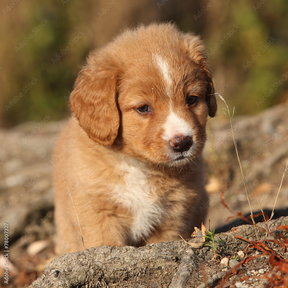Amazing puppy of Nova Scotia on nature roots