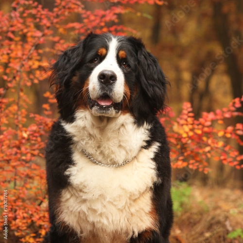 Beautiful bernese mountain dog sitting in autumn forest