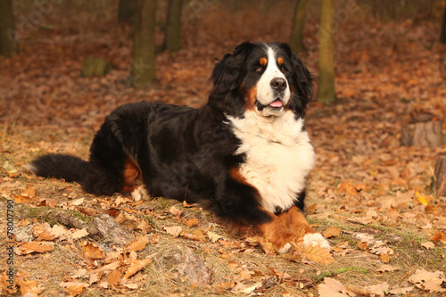 Fototapeta Naklejka Na Ścianę i Meble -  Amazing bernese mountain dog lying in autumn forest
