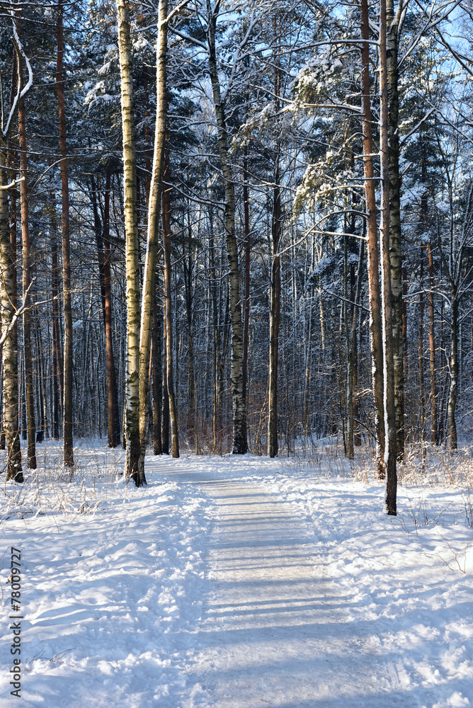 Fototapeta premium Path in winter forest