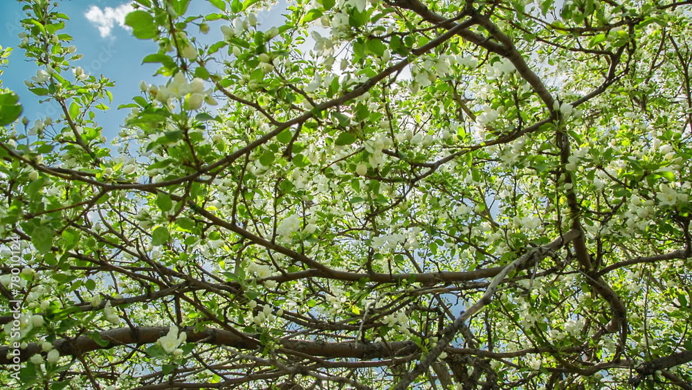 sun shining through blossom apple tree branches - slider dolly s sun shining through blossom apple tree branches - slider dolly s
