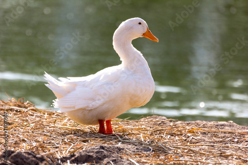 White duck stand next to a pond or lake with bokeh background