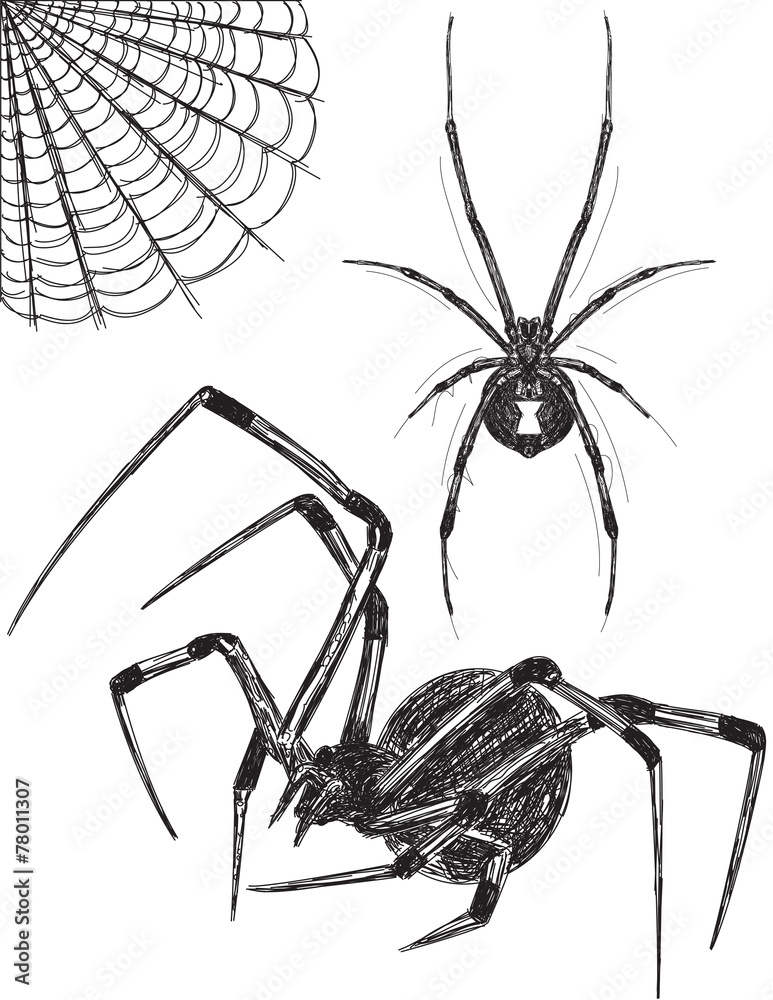 Black Widow Sketch Drawing by James Holko - Pixels
