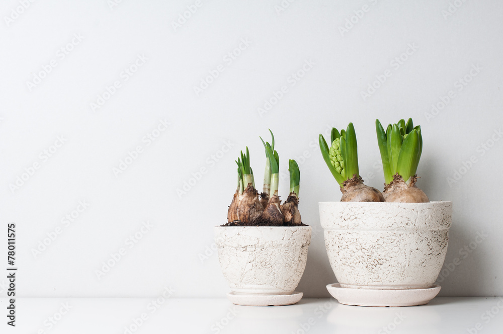 Fototapeta premium Hyacinth and narcissus sprouts