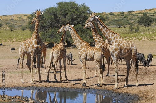 Giraffenherde an der Wasserstelle (Kgalagadi)