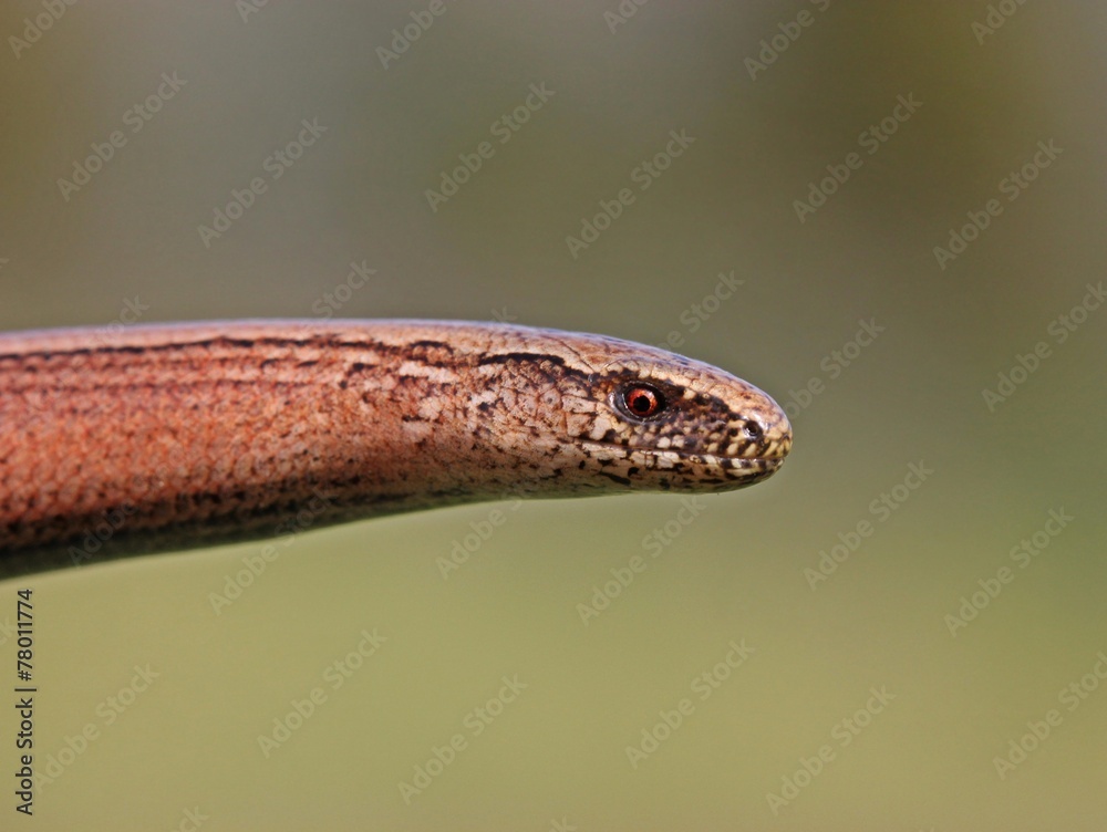 Weibliche Blindschleiche ( Anguis fragilis) Weibliche Blindschleiche ( Anguis fragilis)