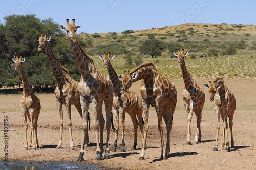 Giraffenherde am Wasserloch (Kgalagadi Nationalpark)