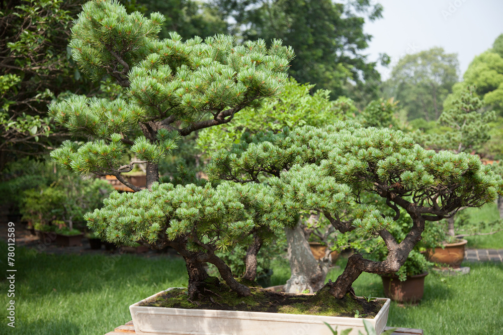 Bonsai Bonsai