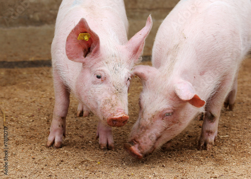 Farm pigs in sty
