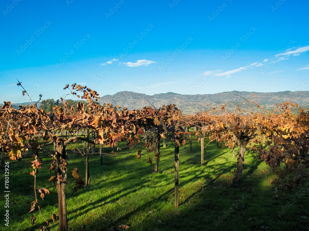 Vineyards in Nappa Valley, California