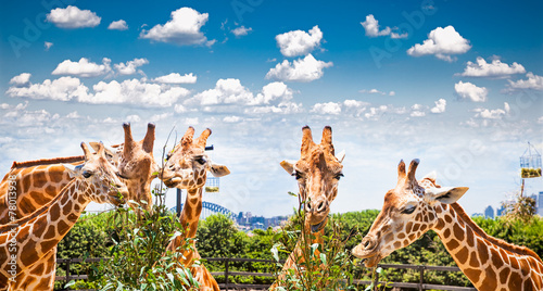 Giraffes at Taronga Zoo, Sydney. Australia.