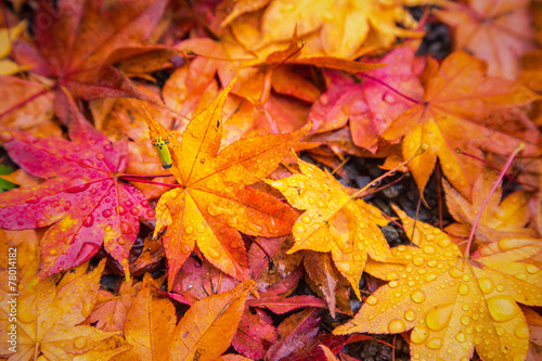 Fall maple leaves indicating the seasonal change in Japan.
