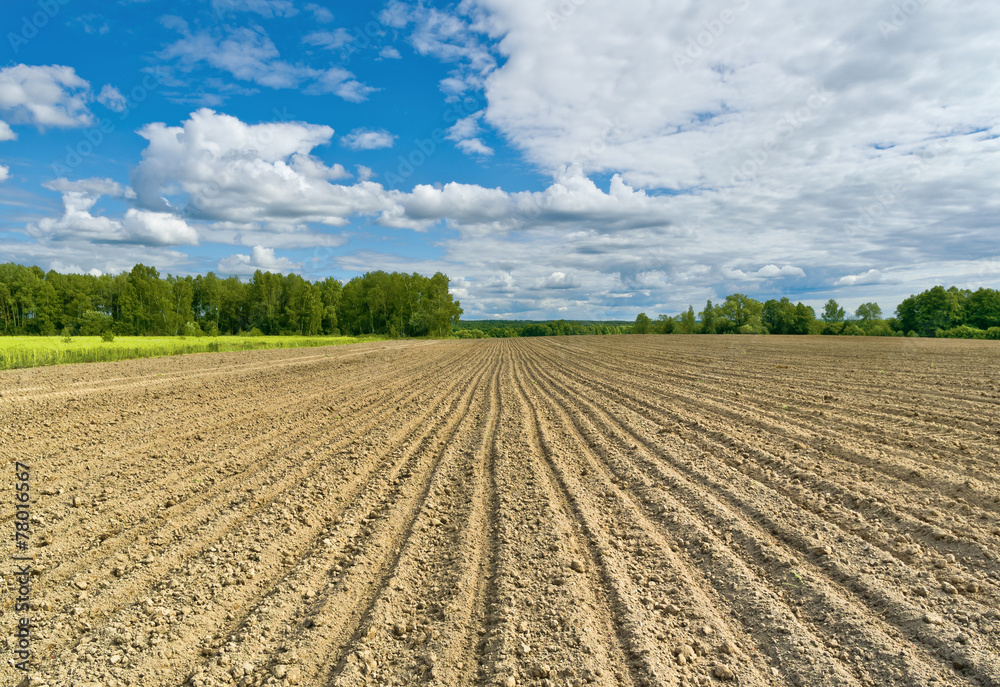 Sown field Sown field