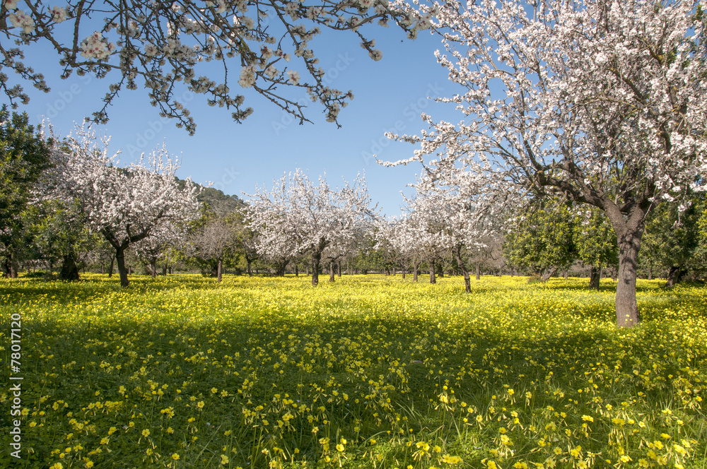 blossoming almond tree blossoming almond tree