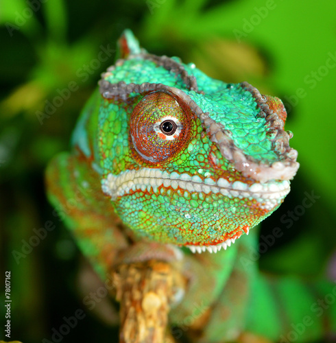 Panther Chameleon (furcifer pardalis) © Natallia Vintsik