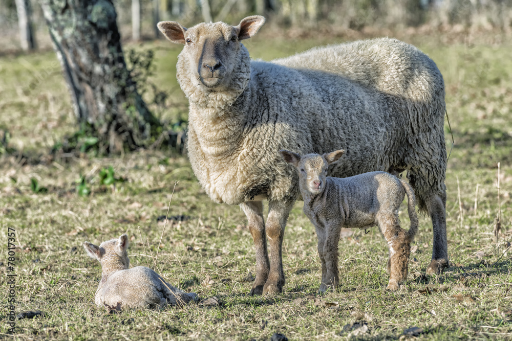Brebis et ses petits de deux semaines Brebis et ses petits de deux semaines