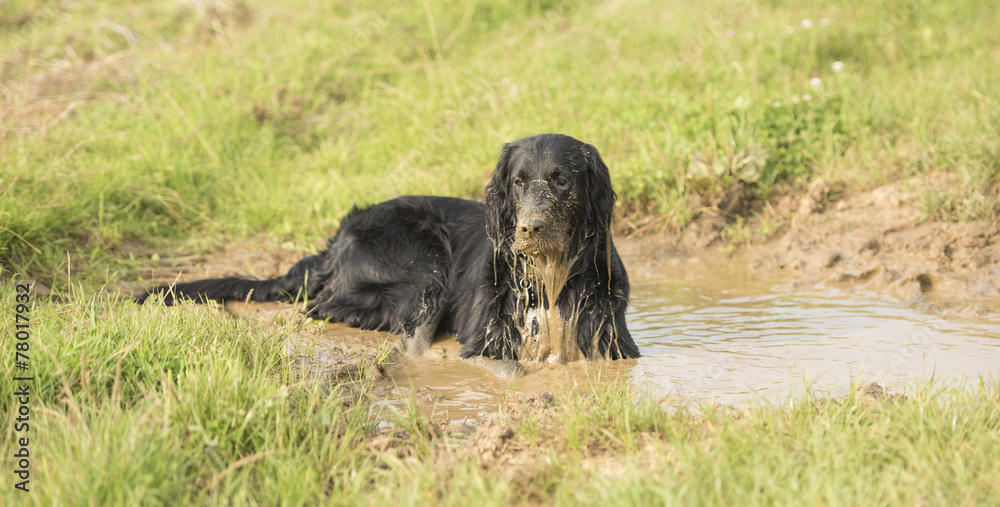 flatcotead retriever flatcotead retriever