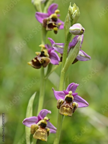 Hummel-Ragwurz (Ophrys holoserica) photo