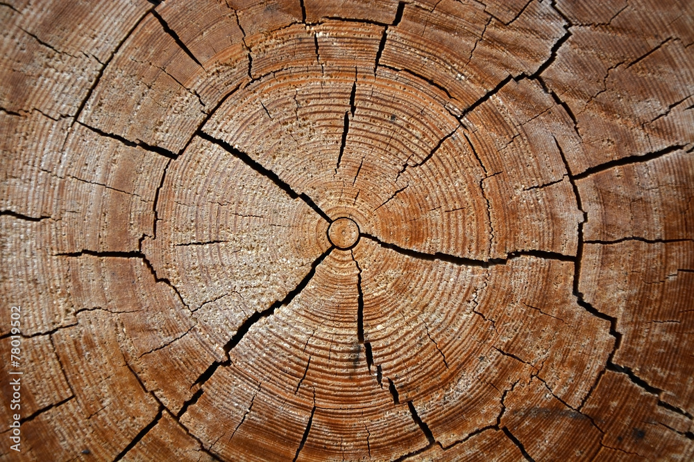 Fototapeta premium Wooden texture