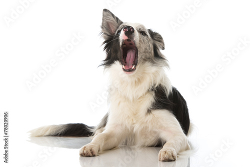 Fototapeta Naklejka Na Ścianę i Meble -  Bellender Hund