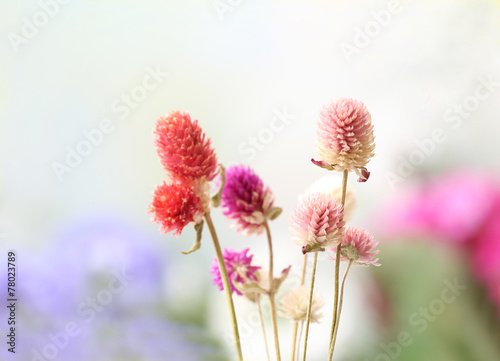 Beautiful dried flowers on bright background