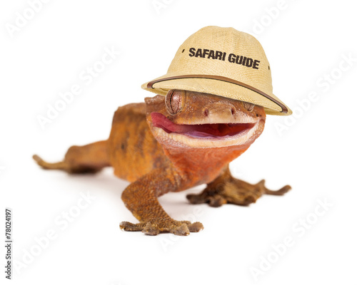 Crested Gecko Safari Guide