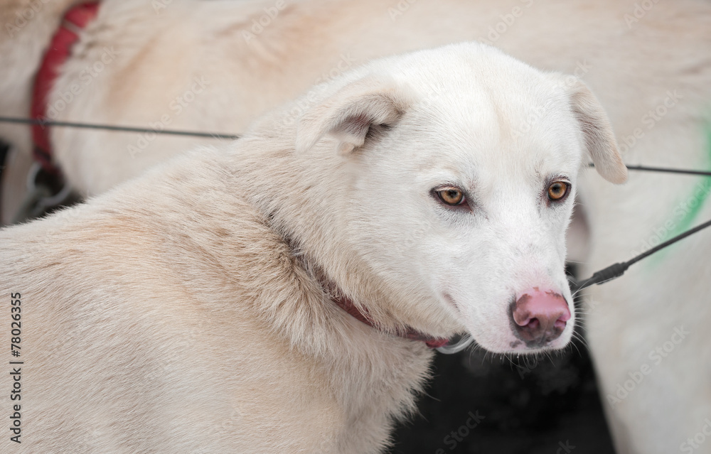 Sled Dogs Wait for Race to Begin Sled Dogs Wait for Race to Begin