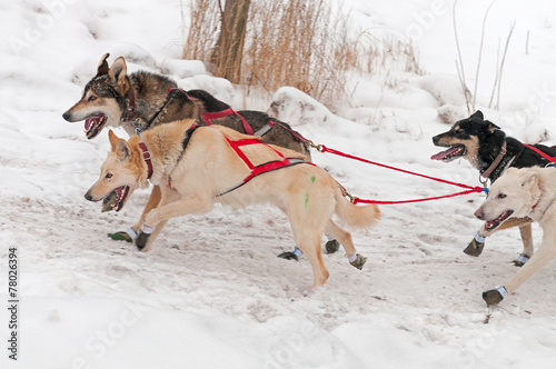 Sled Dogs Race Up Embankment
