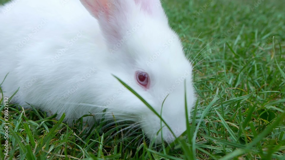 Cute white rabbit playing at the green grass field. Cute white rabbit playing at the green grass field.