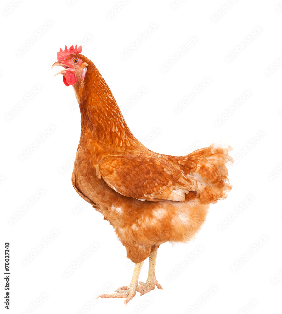 Fototapeta premium całe ciało brązowego kurczaka kura stojąca na białym tle biały deseń