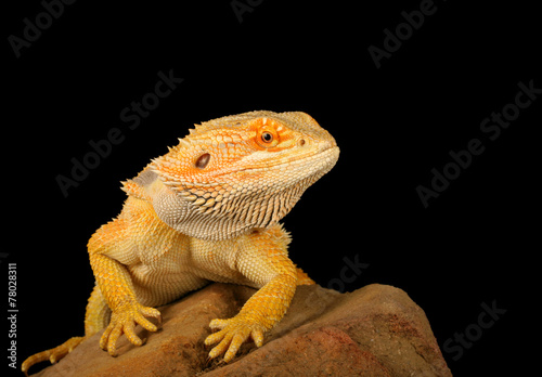 Bearded Dragon