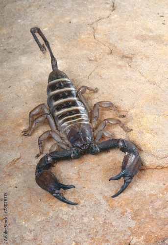 Yellow Banded Flat Rock Scorpion. © asbtkb