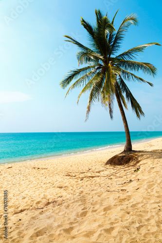 Palm tree on the seashore