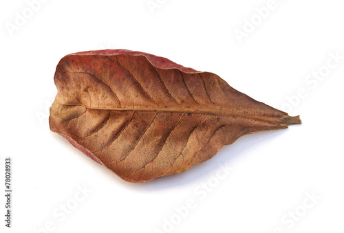 Red dry leaf