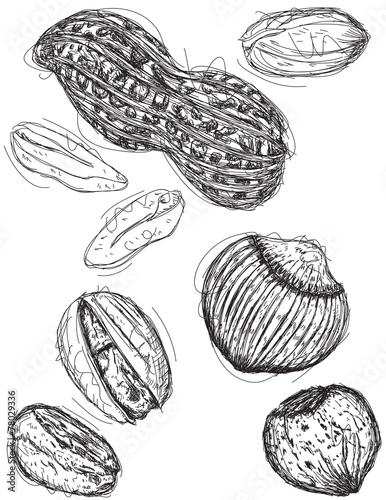 Peanut, pistachio, and chestnut sketches