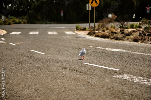 a lonely sea gull in the middle of road