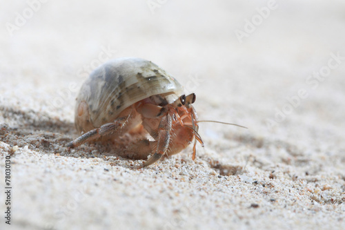 Hermit Crab on sand beach Thailand.