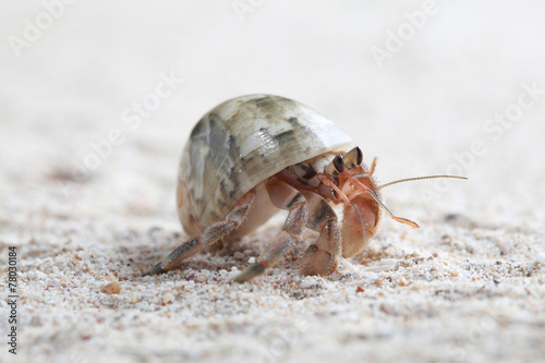 Hermit Crab on sand beach Thailand.