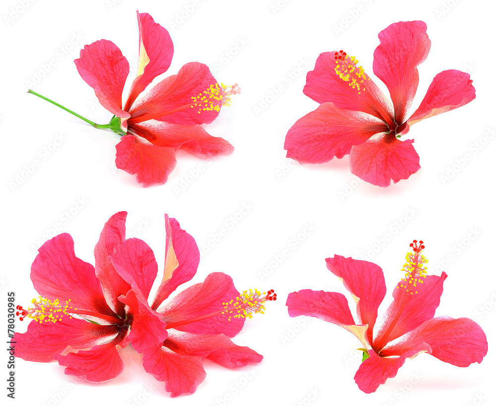 Flowers on a white background.
