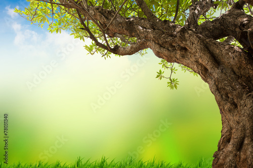 Spring meadow with big tree with fresh green leaves