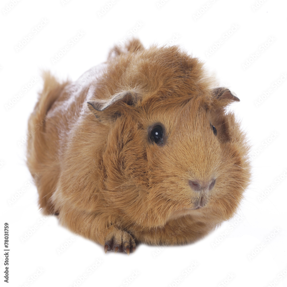 Fototapeta premium Meerschweinchen isoliert