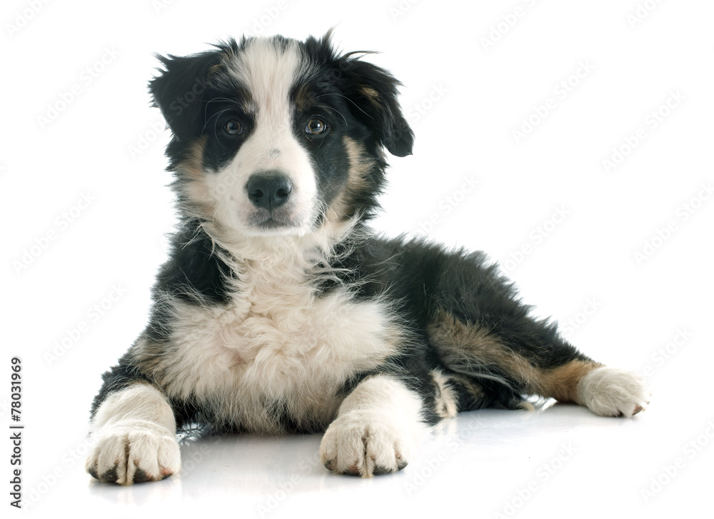 puppy border collie puppy border collie
