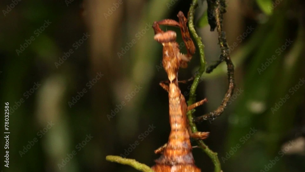 Dead leaf mantis (Acanthops falcatoria) Dead leaf mantis (Acanthops falcatoria)