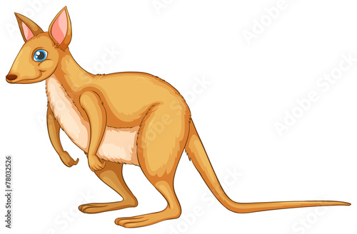 Wallaby