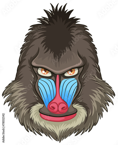 Mandrill baboon