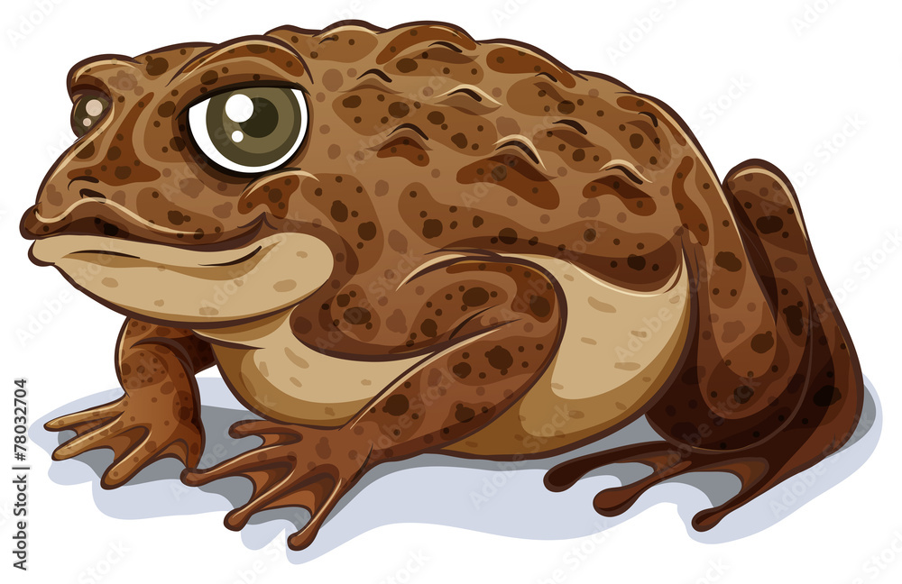 Obraz premium Toad
