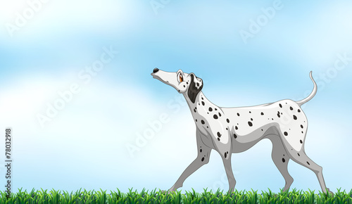 Dalmatian