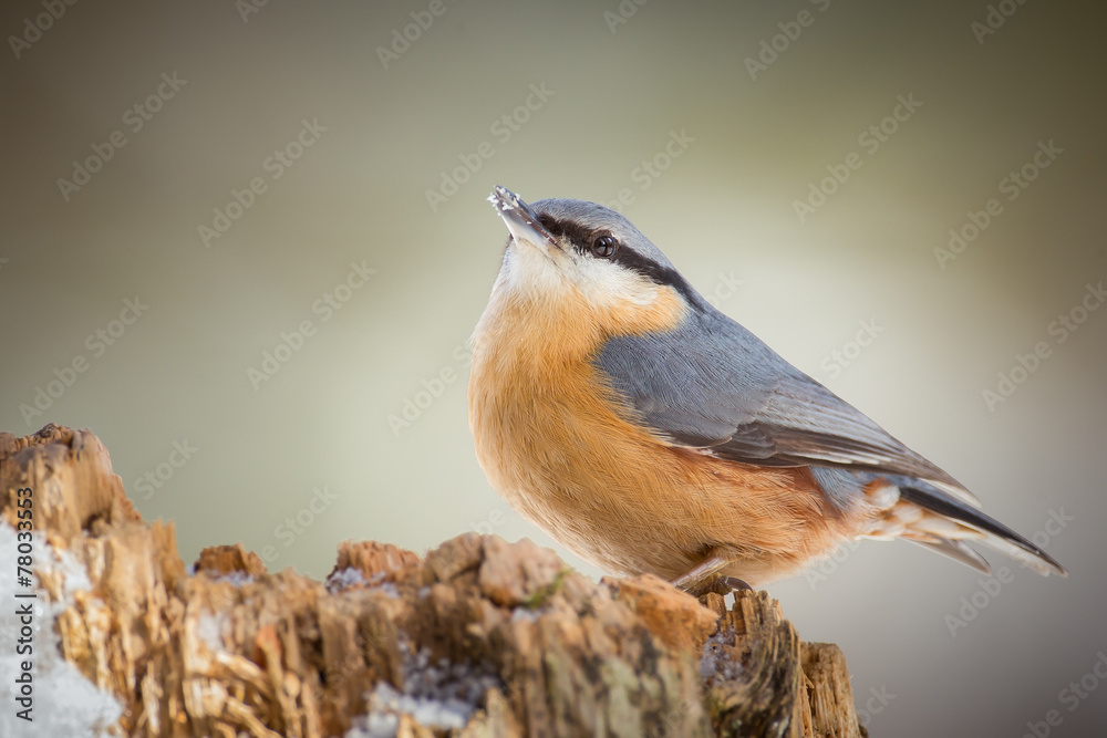 Obraz premium European nuthatch