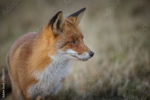 Red fox close-up © Natureimmortal