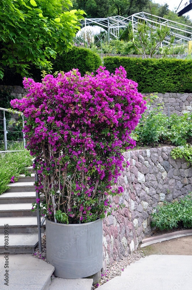 Fototapeta premium Botanischer Garten Meran